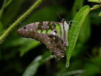Tailed Jay - ssp agamemnon - male  - Phuket