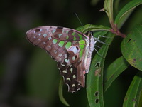 Tailed Jay - ssp agamemnon - male  - Phuket