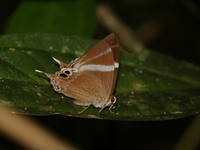 Tailed Judy - ssp chelina  - Kaeng Krachan NP