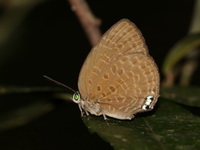 Tailless Disc Oakblue - ssp elsiei  - Bala