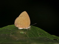 Tailless Disc Oakblue - ssp elsiei  - Bang Lang NP
