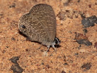Tailless Lineblue - ssp indica  - Ta Phraya NP