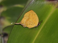 Three-spot Yamfly - ssp atrinotata  - Betong