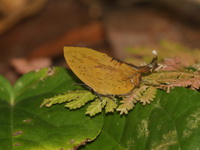 Three-spot Yamfly - ssp atrinotata  - Khao Ramrom