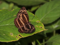 Tiger Lascar - ssp monata  - Bang Lang NP