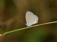 Tiny Grass Blue - ssp hylax  - Phu Toei NP