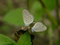 Tiny Grass Blue - ssp pygmaea  - Phuket