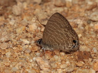 Transparent Sixline Blue - ssp euplea  - Pang Sida NP