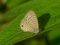Transparent Sixline Blue - ssp nemana  - Phuket