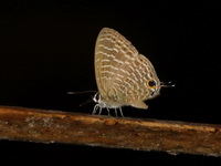 Transparent Sixline Blue - ssp nemana  - Pa Phru Sirindhorn