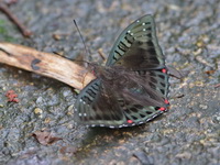 Tri-coloured Baron - ssp zinara - male  - Khao Luang Krung Ching NP