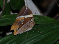 Tufted Jungleking - ssp merguia - male  - Chaloem Rattanakasin NP