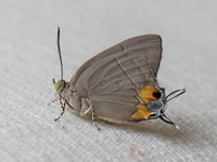 Uncertain Royal - ssp ister  - Phuket