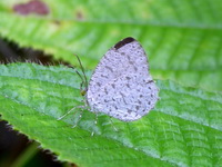 Unicoloured Darkie - ssp rekkia - female  - Phuket