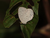 Unicoloured Darkie - ssp rekkia - female  - Ton Nga Chang WS