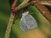 Unicoloured Darkie - ssp rekkia - female  - Sri Phang Nga NP