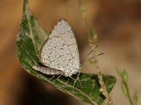 Unicoloured Darkie - ssp rekkia - male  - San Kala Khiri NP