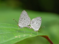 Unicoloured Darkie - ssp rekkia  - Phuket