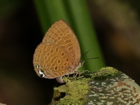 Violet Oakblue - ssp hypomuta - female  - Pa Phru Sirindhorn