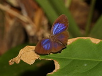 Violet Oakblue - ssp hypomuta - female  - Pa Phru Sirindhorn