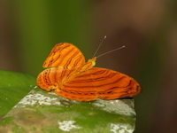 Wavy Maplet - ssp rahria  - Pa Phru Sirindhorn