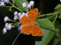 Wavy Maplet - ssp rahria  - Phuket