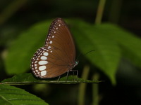 White Diadem - ssp diademoides - male  - Khao Laem NP