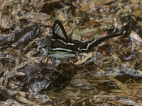 White Dragontail - ssp curius  - Baan Maka