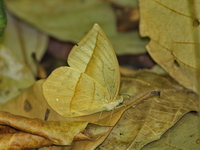 White Dryad - ssp salweena  - Umphang WS