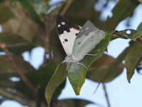 White Emperor - ssp hemina  - Mae Wong NP
