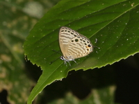 White Lineblue - ssp albida  - Umphang WS