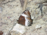 White-banded Palmfly - ssp daedalion - male  - Mu Koh Similan NP