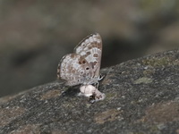 White-banded Pierrot - ssp marcia - male  - Tham Sakoen NP