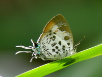 White-craved Posy - ssp nicevillei  - Ton Pariwat WR