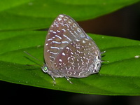 White-dot Oakblue - ssp democritus  - Phuket