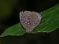 White-dot Oakblue - ssp democritus  - Phuket