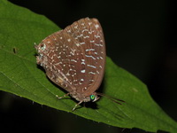 White-dot Oakblue - ssp democritus  - Khao Banthad WS