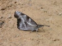 White-spot Beak - ssp rohini  - Kaeng Krachan NP