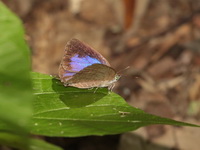 White-stained Oakblue - ssp aida - female  - Baan Maka