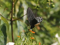 Whitehead Batwing  - Kaeng Krachan NP