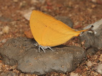 Yamfly - ssp continentalis  - Doi Chiang Dao WS