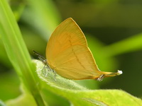 Yamfly - ssp fuconius  - Phuket