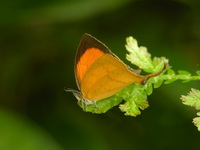 Yamfly - ssp fuconius  - Phuket