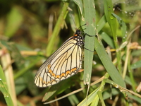 Yellow Coster - ssp sordice  - Phu Hin Rong Kla NP