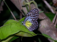 Yellow Glassy Tiger - ssp aspasia - female  - Khao Pra Bang Khram WS