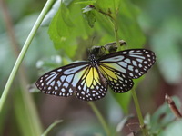 Yellow Glassy Tiger - ssp aspasia - female  - Bala