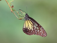Yellow Glassy Tiger - ssp aspasia - male  - Phu Khieo WS