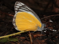 Yellow Jezebel - ssp agostina  - Doi Ang Khang