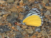 Yellow Jezebel - ssp agostina  - Doi Inthanon NP