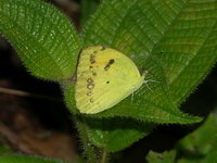 Yellow Orange Tip - ssp verna - dsf female  - Phuket